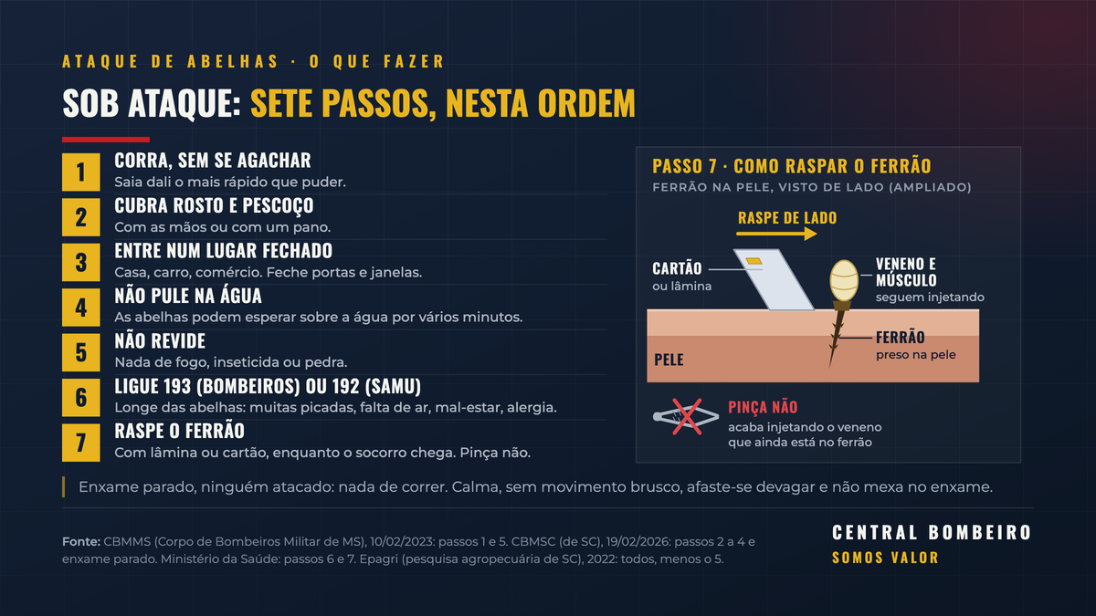 Sete passos do ataque de abelhas: correr sem se agachar, cobrir rosto e pescoço, entrar em lugar fechado, não pular na água, não revidar, ligar 193 ou 192, raspar o ferrão com cartão